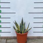 Agáva americká (Agave americana) ´VARIEGATA´ - výška 15-20 cm, ⌀ ružice 20-30 cm, kont. C6L (-10°C)